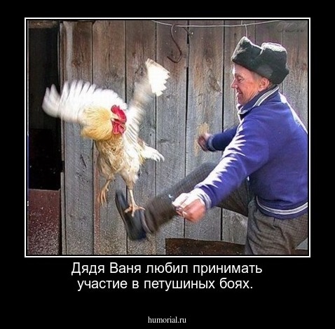 Дядя Ваня любил принимать участие в петушиных боях.