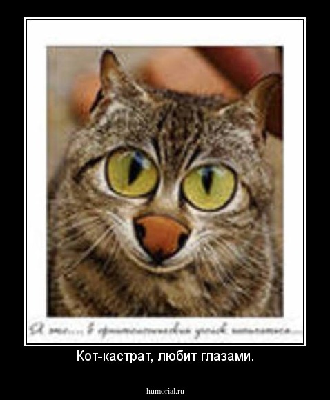 Кот-кастрат, любит глазами.