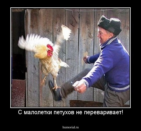 С малолетки петухов не переваривает!