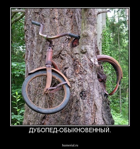 ДУБОПЕД-ОБЫКНОВЕННЫЙ.