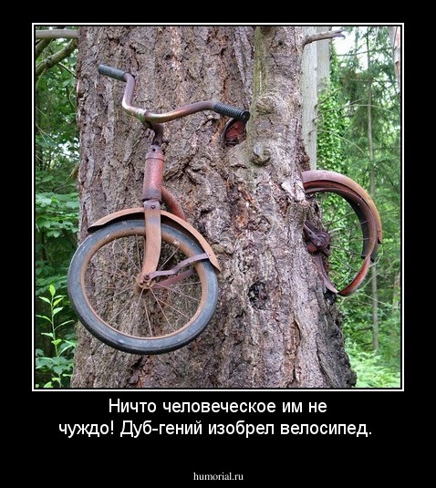 Ничто человеческое им не чуждо!  Дуб-гений изобрел велосипед.