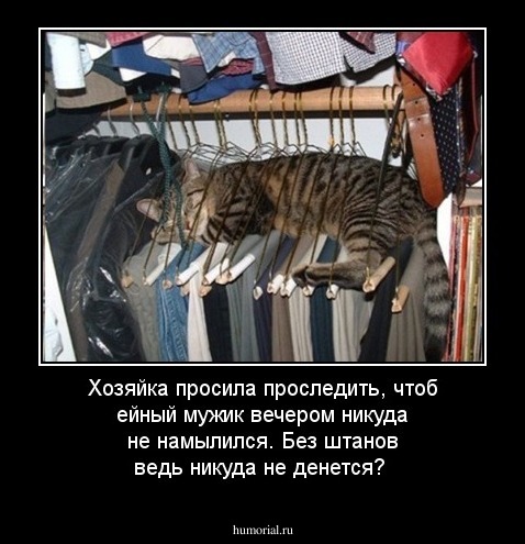 Хозяйка просила проследить, чтоб ейный мужик вечером никуда не намылился. Без штанов ведь никуда не денется?