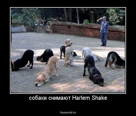 собаки снимают Harlem Shake