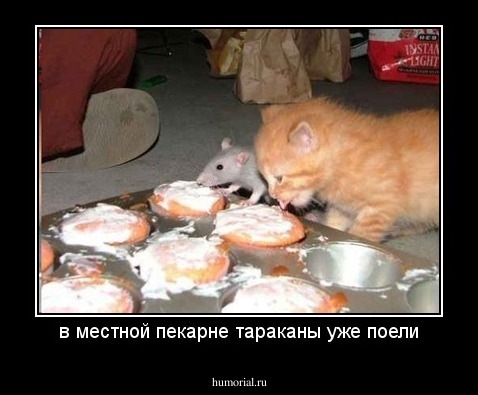 в местной пекарне тараканы уже поели