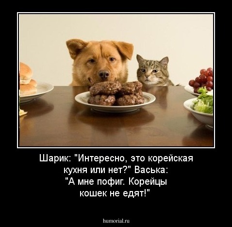 Шарик: "Интересно, это корейская кухня или нет?" Васька: "А мне пофиг. Корейцы кошек не едят!"