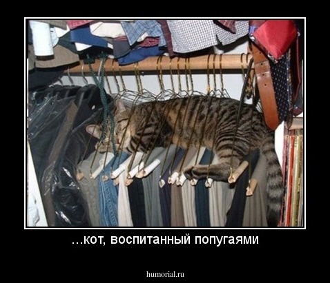 ...кот, воспитанный попугаями