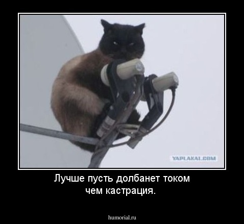 Лучше пусть долбанет током чем кастрация.