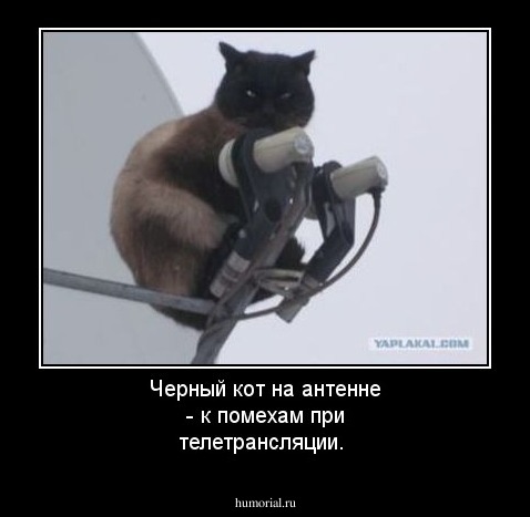 Черный кот на антенне - к помехам при телетрансляции.