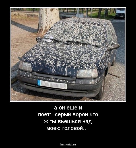 а он еще и поет: -серый ворон что ж ты вьешься над моею головой...