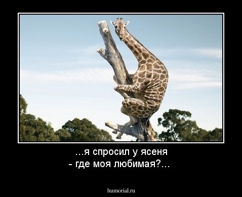...я спросил у ясеня - где моя любимая?...