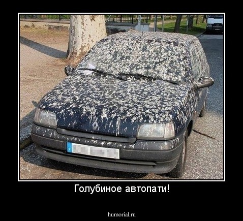 Голубиное автопати!