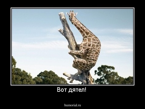Вот дятел! 