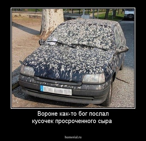 Вороне как-то бог послал  кусочек просроченного сыра
