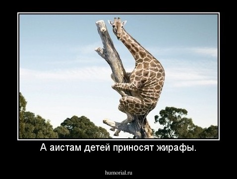 А аистам детей приносят жирафы.