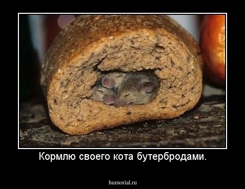 Кормлю своего кота бутербродами.