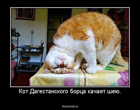 Кот Дагестанского борца качает шею.