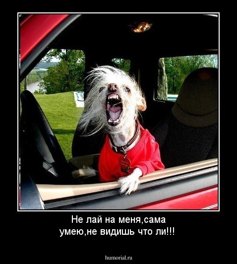 Не лай на меня,сама умею,не видишь что ли!!!