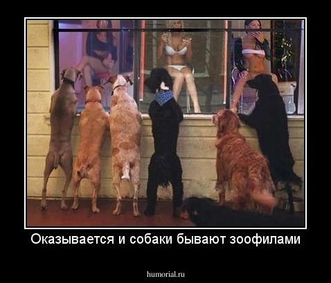 Оказывается и собаки бывают зоофилами