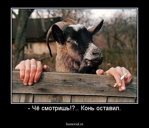 - Чё смотришь!?.. Конь оставил.