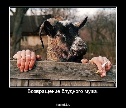 Возвращение блудного мужа.