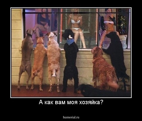 А как вам моя хозяйка?