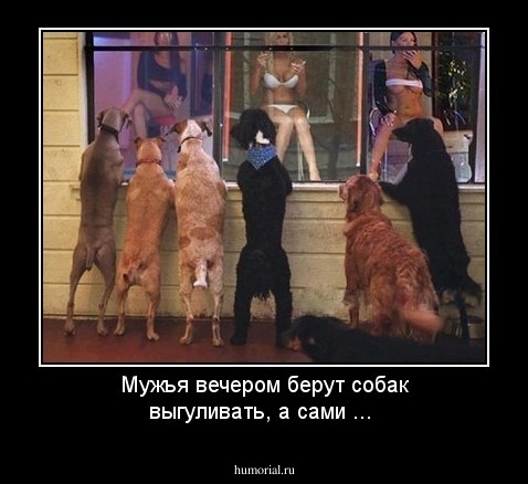 Мужья вечером берут собак выгуливать, а сами ...