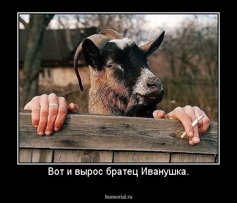 Вот и вырос братец Иванушка.