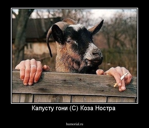 Капусту гони (С) Коза Ностра 