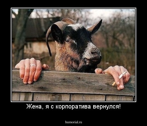 Жена, я с корпоратива вернулся!