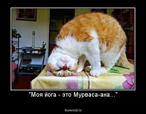 "Моя йога - это Мурваса-ана..."