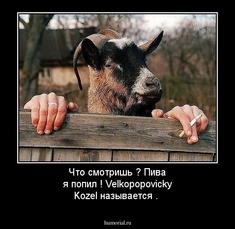 Что смотришь ? Пива я попил ! Velkopopovicky Kozel называется .