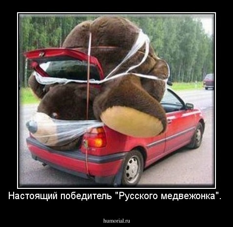 Настоящий победитель "Русского медвежонка".