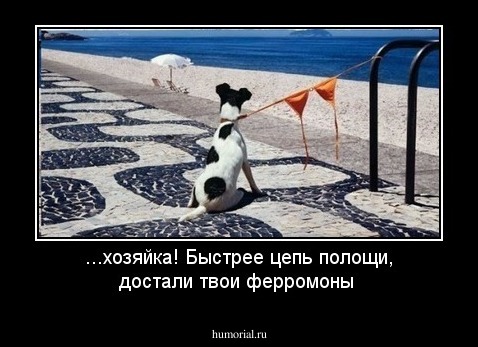 ...хозяйка! Быстрее цепь полощи, достали твои ферромоны