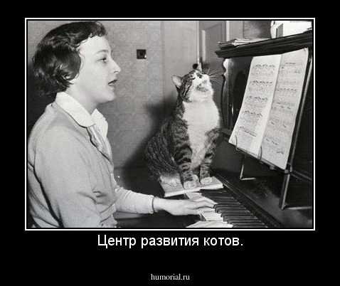Центр развития котов.