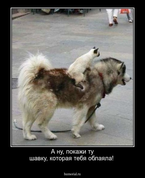 А ну, покажи ту шавку, которая тебя облаяла!