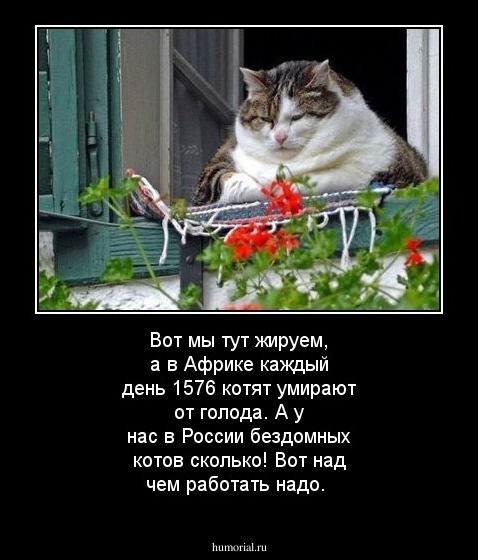 Вот мы тут жируем, а в Африке каждый день 1576 котят умирают от голода. А у нас в России бездомных котов сколько! Вот над чем работать надо.