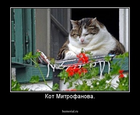 Кот Митрофанова.