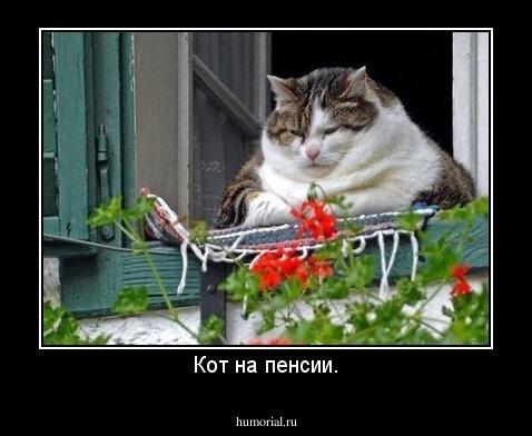 Кот на пенсии.