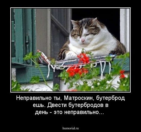 Неправильно ты, Матроскин, бутерброд ешь. Двести бутербродов в день - это неправильно...
