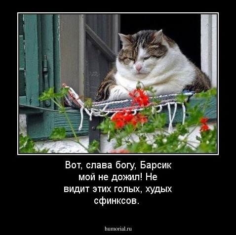 Вот, слава богу, Барсик мой не дожил! Не видит этих  голых, худых сфинксов.