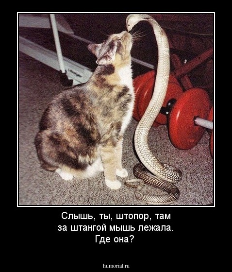 Слышь, ты, штопор, там за штангой мышь лежала. Где она?