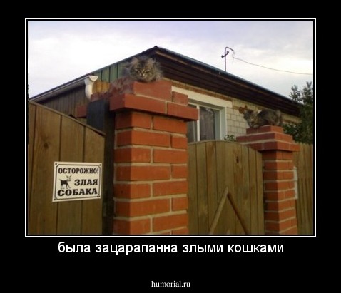 была зацарапанна злыми кошками