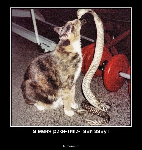 а меня рики-тики-тави завут