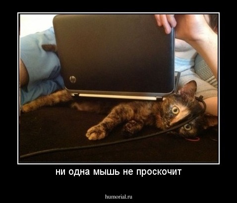 ни одна мышь не проскочит