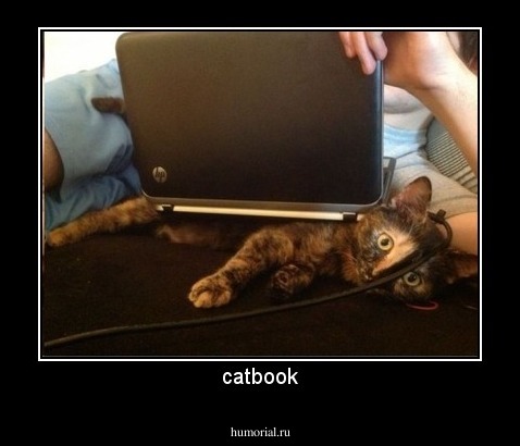 catbook