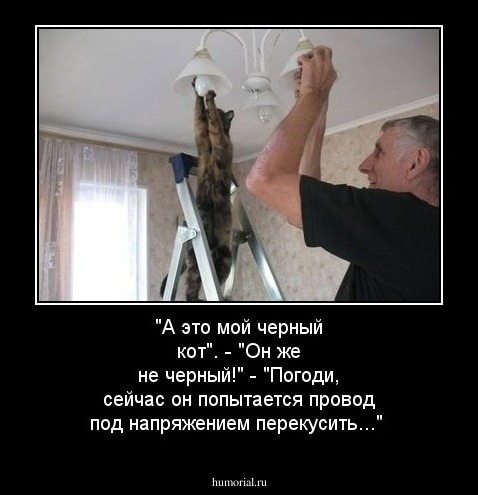 "А это мой черный кот". - "Он же не черный!" - "Погоди, сейчас он попытается провод под напряжением перекусить..."