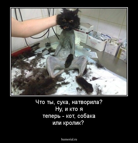 Что ты, сука, натворила? Ну, и кто я теперь - кот, собака или кролик? 