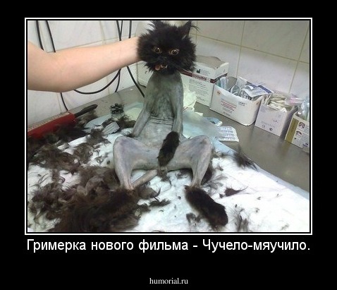 Гримерка нового фильма - Чучело-мяучило.