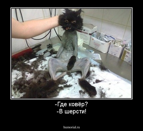 -Где ковёр?
-В шерсти!