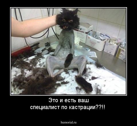 Это и есть ваш специалист по кастрации??!!